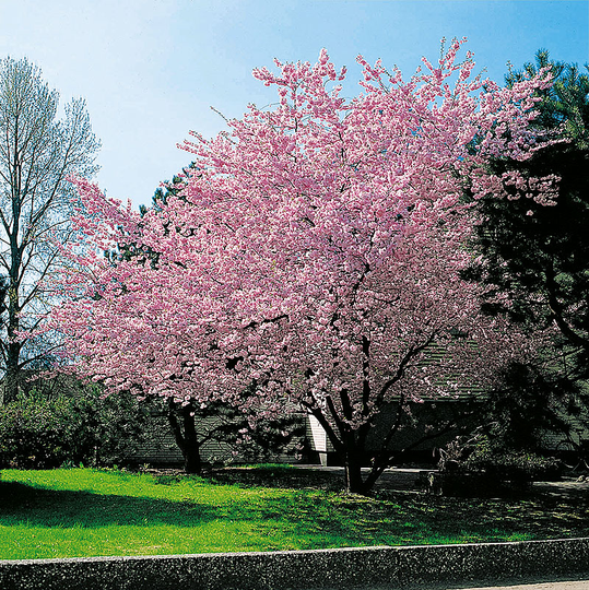 Prydnadskörsbär, Prunus 'Accolade'