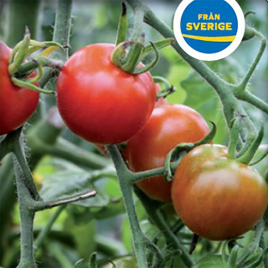 Tomatplanta Körsbärstomat 'Garderners Delight'