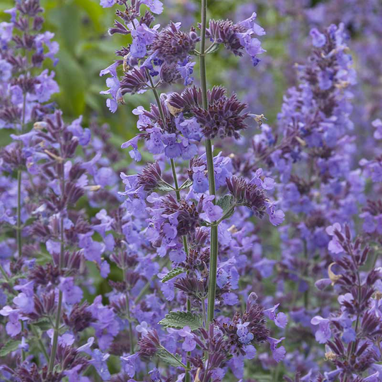 Kantnepeta 'Walker´s Low', 6-pack