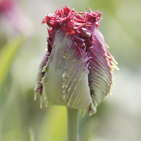 Franstulpan 'Barbados'