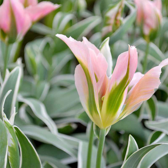 Viridifloratulpan 'China Town'