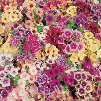 Sommarflox 'Tapestry Mixed'
