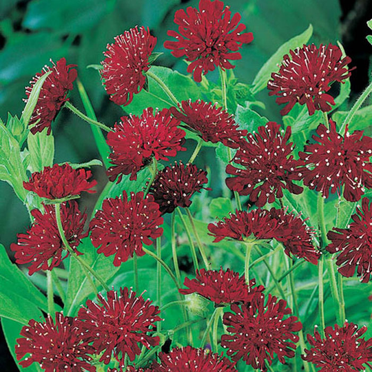 Grekvädd 'Macedonica'