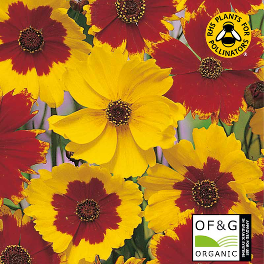 Tigeröga 'Goldenwave', ekologisk