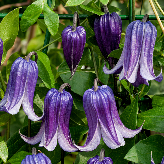 Klematis 'Rooguchi'