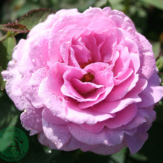 Ros 'Lavender Ice'