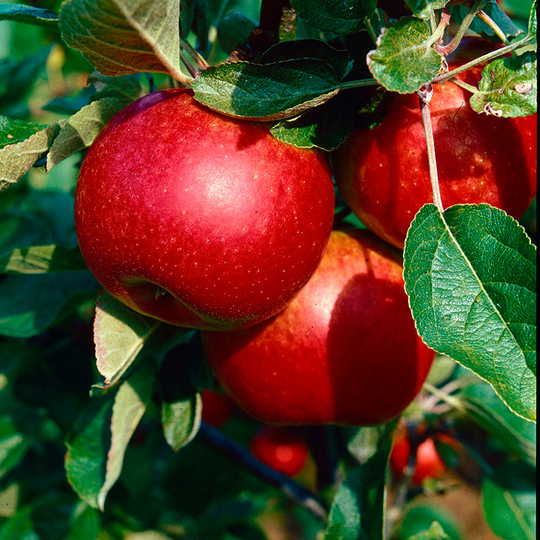 Ympris äpple 'Kim'