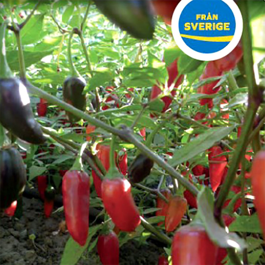 Chiliplanta 'Chenzo'