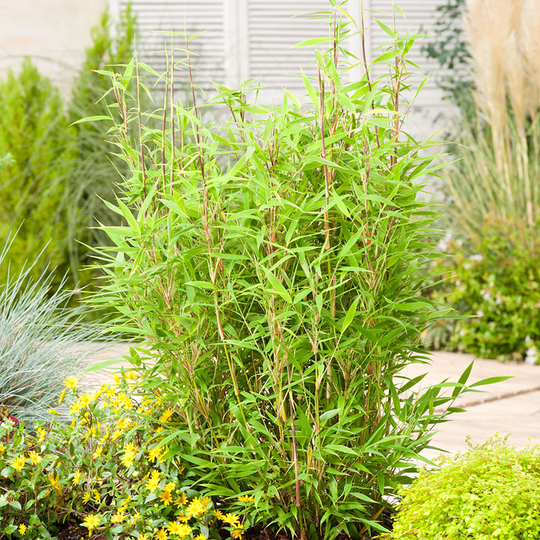 Dvärgbambu 'Bambi' 30+cm