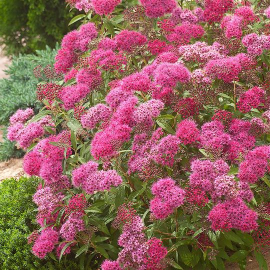 Rosenspirea 'Anthony Waterer'
