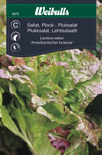 Weibulls Plocksallat