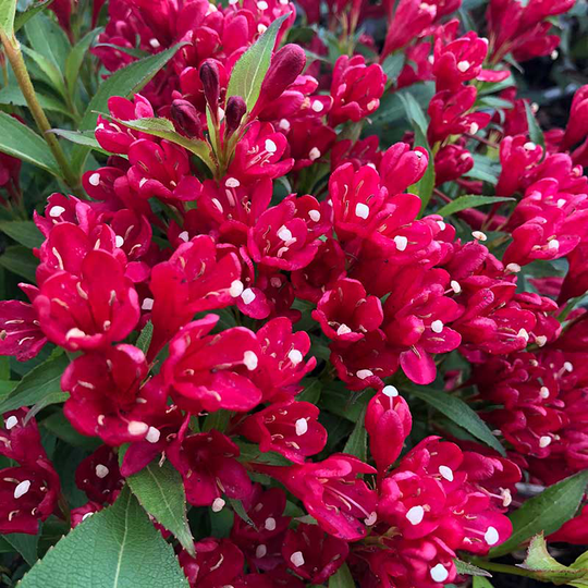 Rosenprakttry All Summer Red, 1-pack