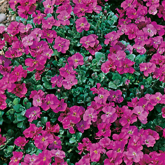 Aubretia 'Red King'