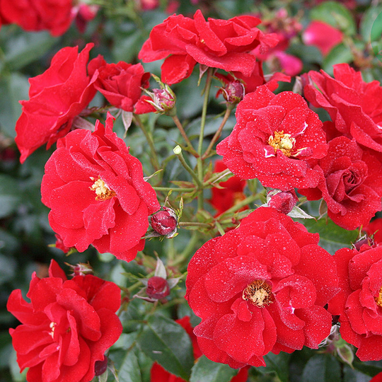 Ros 'Austriana'