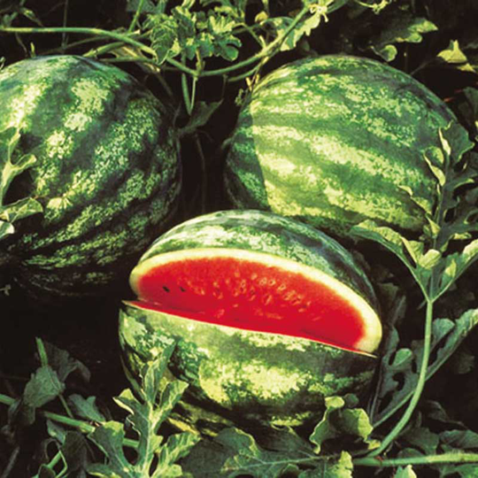 Vattenmelon 'Crisby' F1
