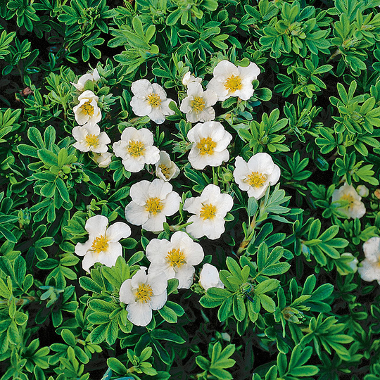 Ölandstok 'Tilford Cream'