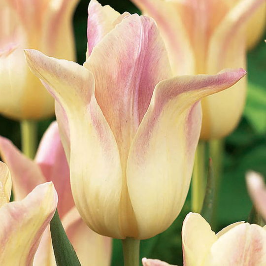 Liljetulpan 'Elegant Lady'