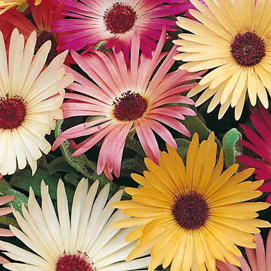Stor Doroteablomma 'Livingstone Daisy'
