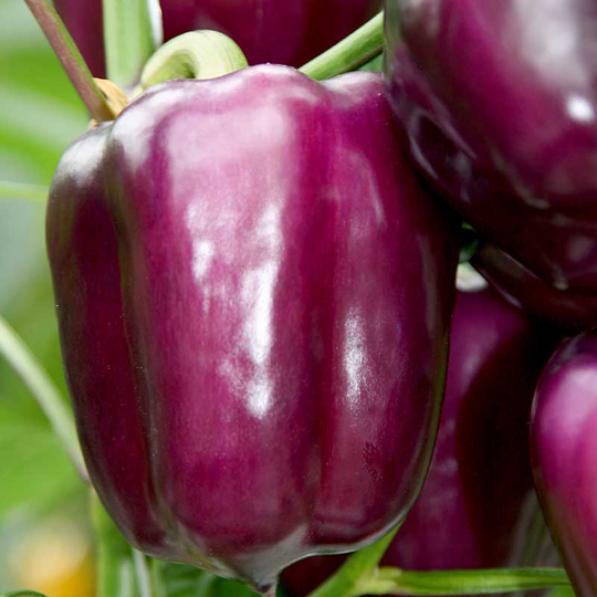 Paprika 'Beluga Lilac'