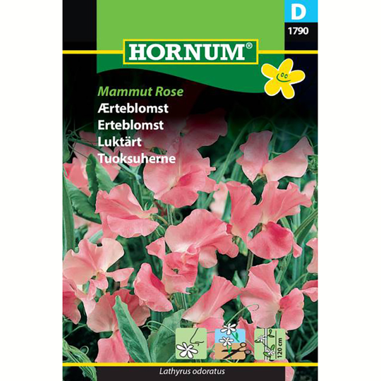 Luktärt 'Mammut Rose'