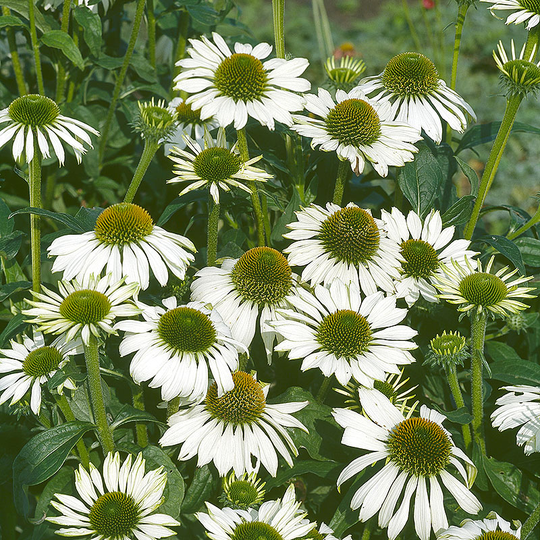 Röd solhatt 'Alba', 3-pack