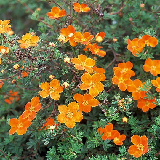 Ölandstok 'Hopleys Orange'