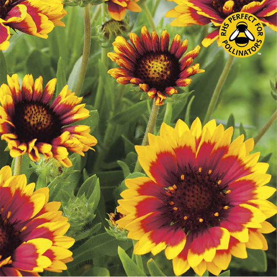 Kokardblomster 'Goblin'
