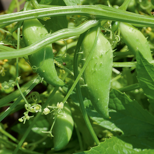 Korila 'Cornuti'