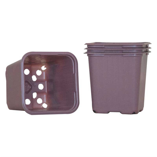 Odlingskruka 8 cm, syrenlila, 20-pack