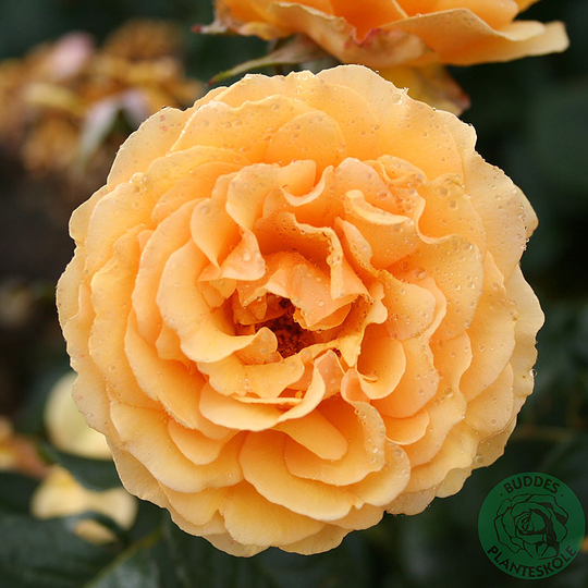 Ros 'Bernstein-Rose'