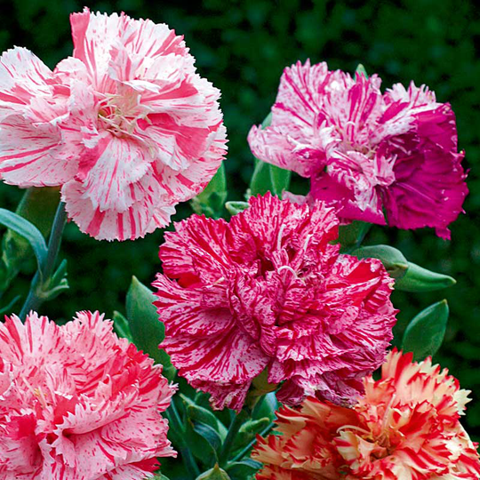Heddewigsnejlika 'Ikat Mix'