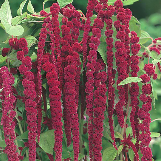Rävsvans 'Love Lies Bleeding'