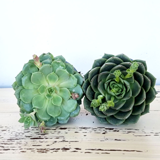 Echeveria mix 1, 2-pack
