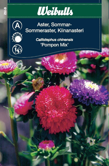 Weibulls Sommaraster Pompon