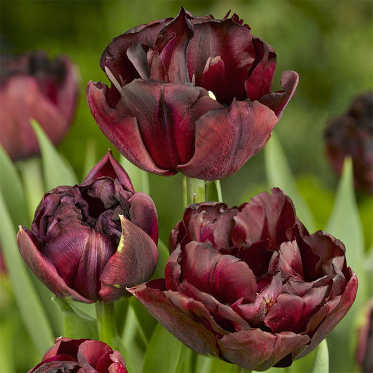 Tulpan 'Palmyra'