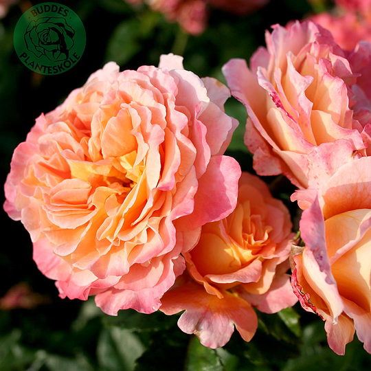 Ros 'Augusta Luise'