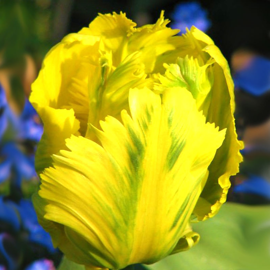 Papegojtulpan ’Texas Gold’