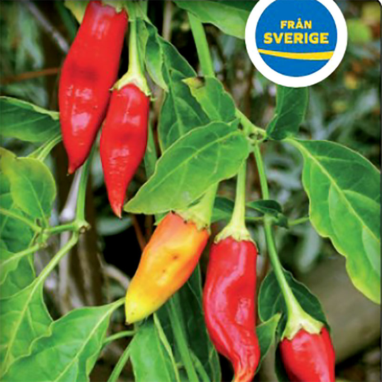 Chiliplanta Chilipeppar 'Apache'