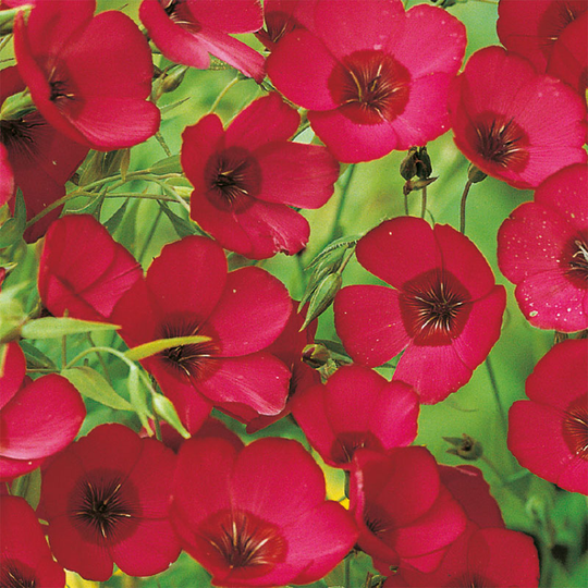 Blomsterlin 'Scarlet'