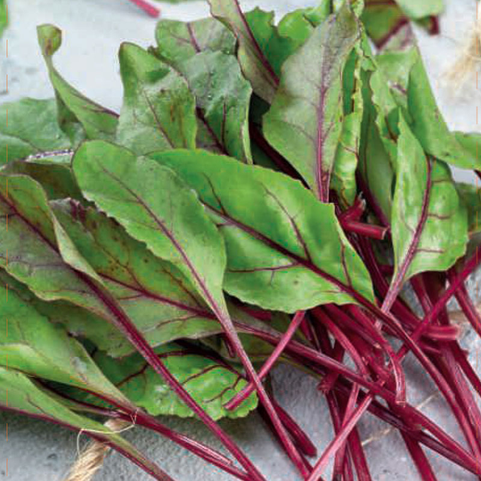 Mangold 'Ampera'