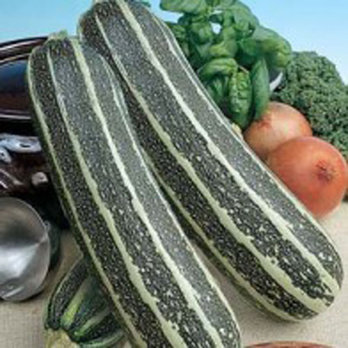 Squash 'Tiger Cross' F1