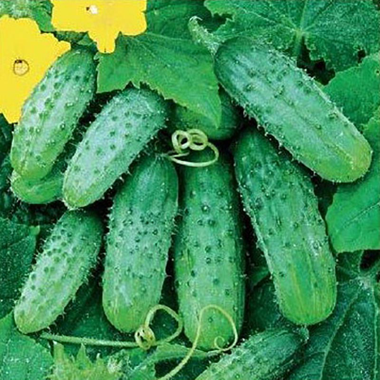 Gurka 'Edyp'