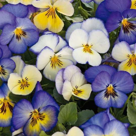 Pensé 'Cool Summer Breeze'