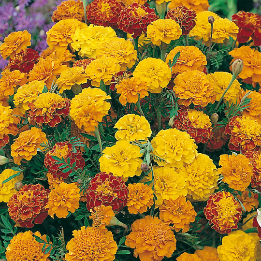 Stor tagetes 'Boy-O-Boy Mixed'
