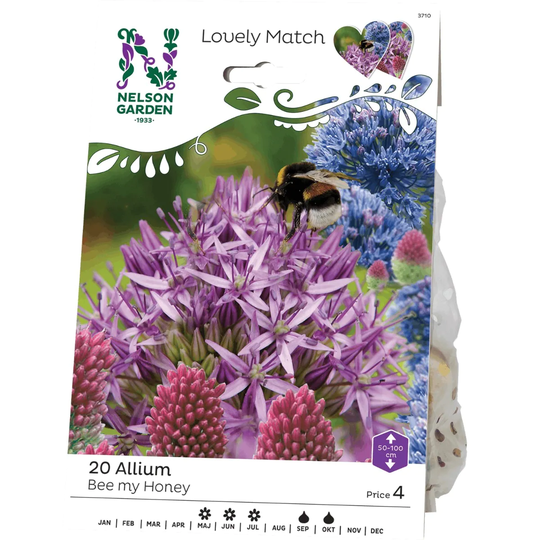 Nelson Garden Allium LM Bee My Honey