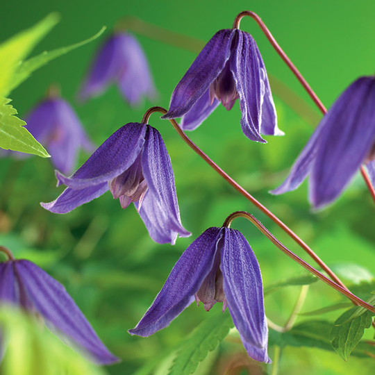 Klematis 'Helsingborg'