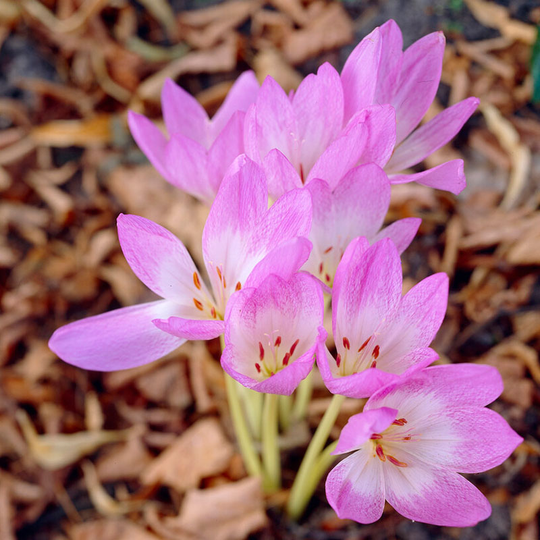 Tidlösa 'Lilac Wonder'