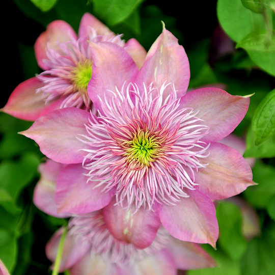 Klematis 'Kaiser'