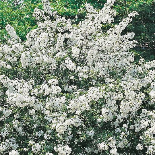 Garden Green Bukettapel, 10 Pack