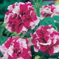 Petunia 'Cherry Tart' F1